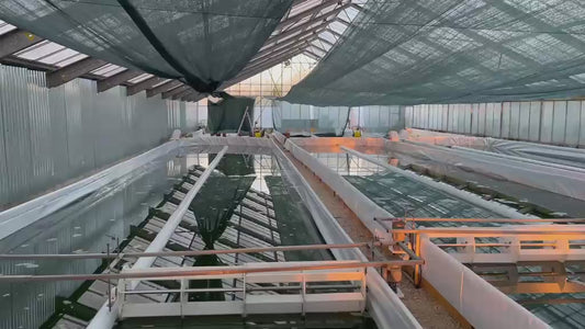 Visite & Dégustation à la Serre — Spiruline SwissMade